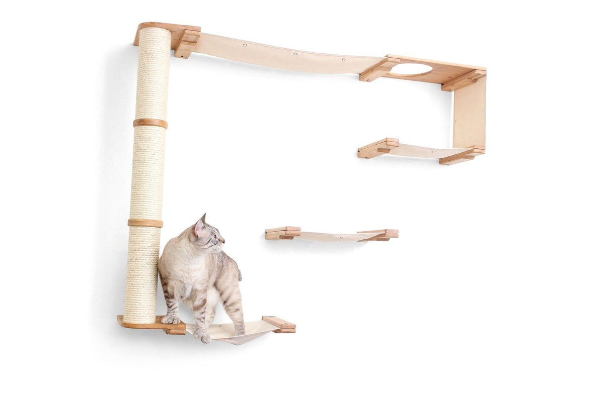 Cat on the Climb
