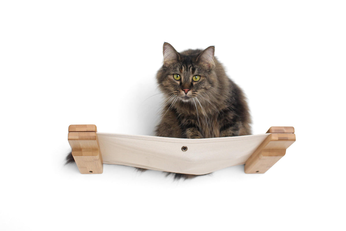 Cat looking down from a hammock