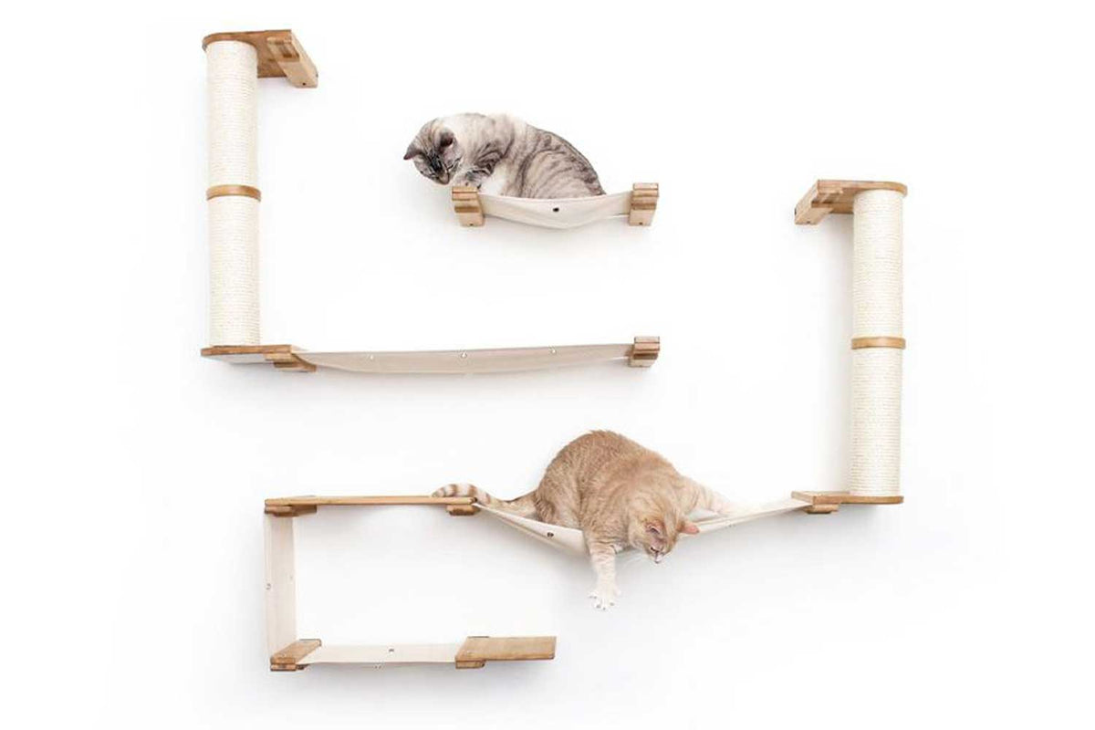 Cats playing on the Roman