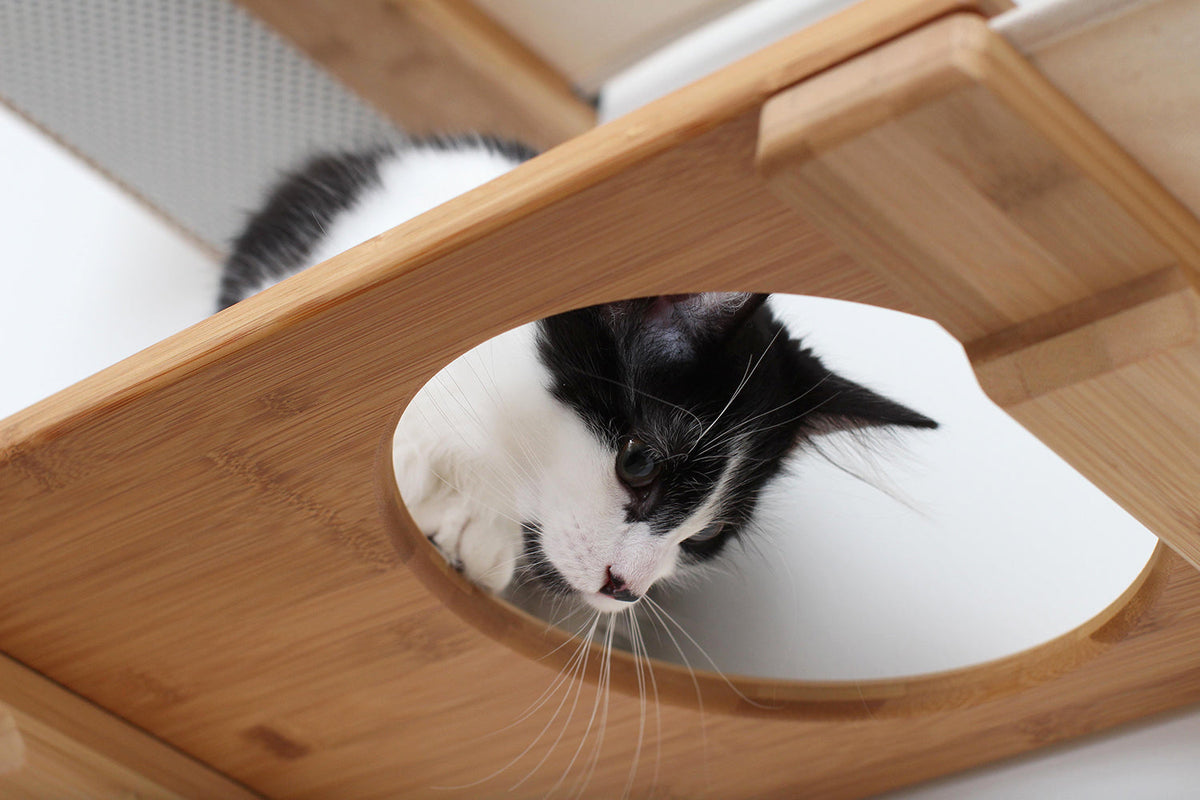 Cat looking through the escape hatch