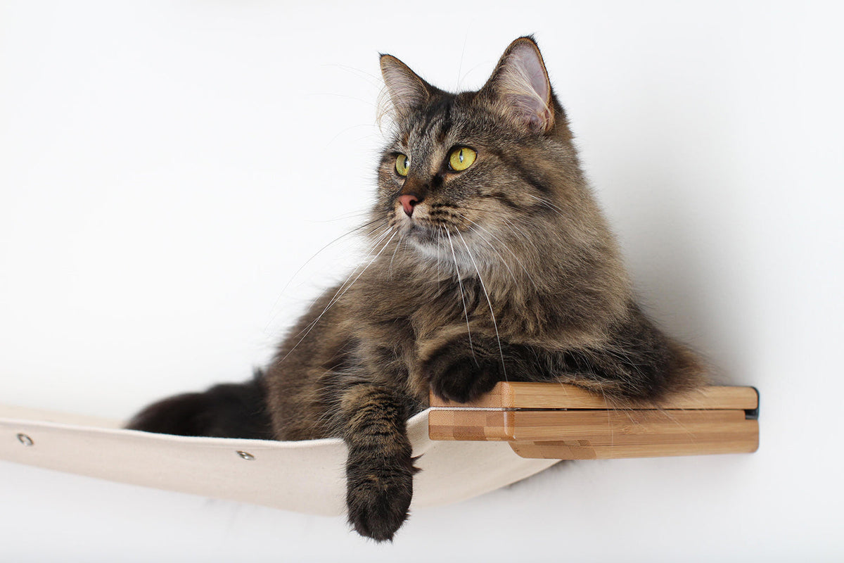 Cat laying on a Hammock