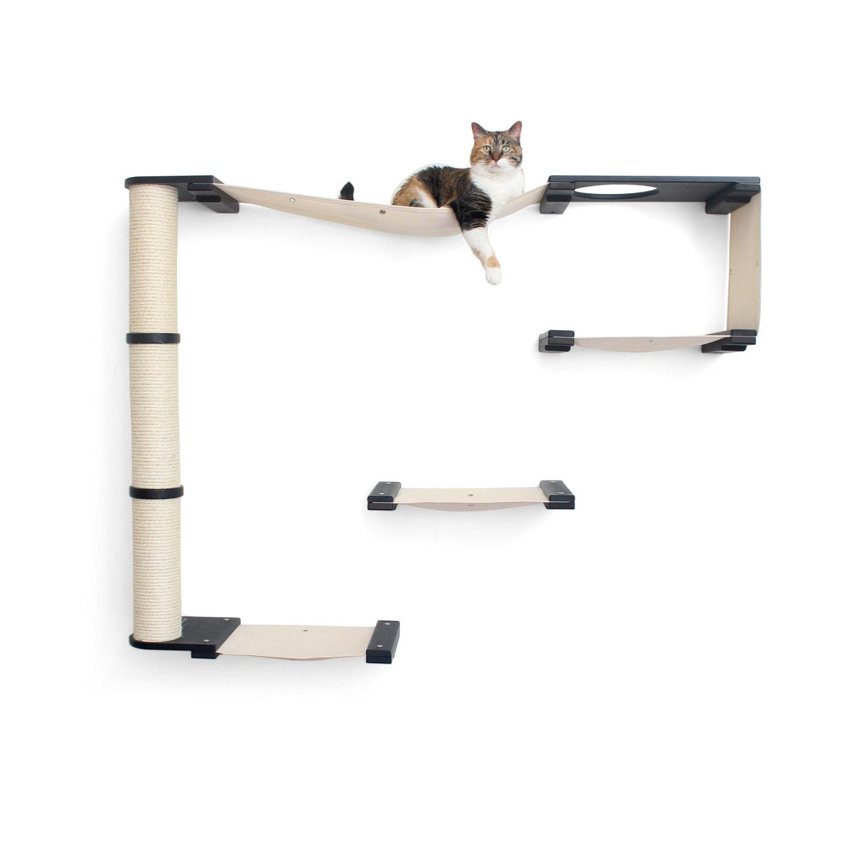 Cat on the Climb