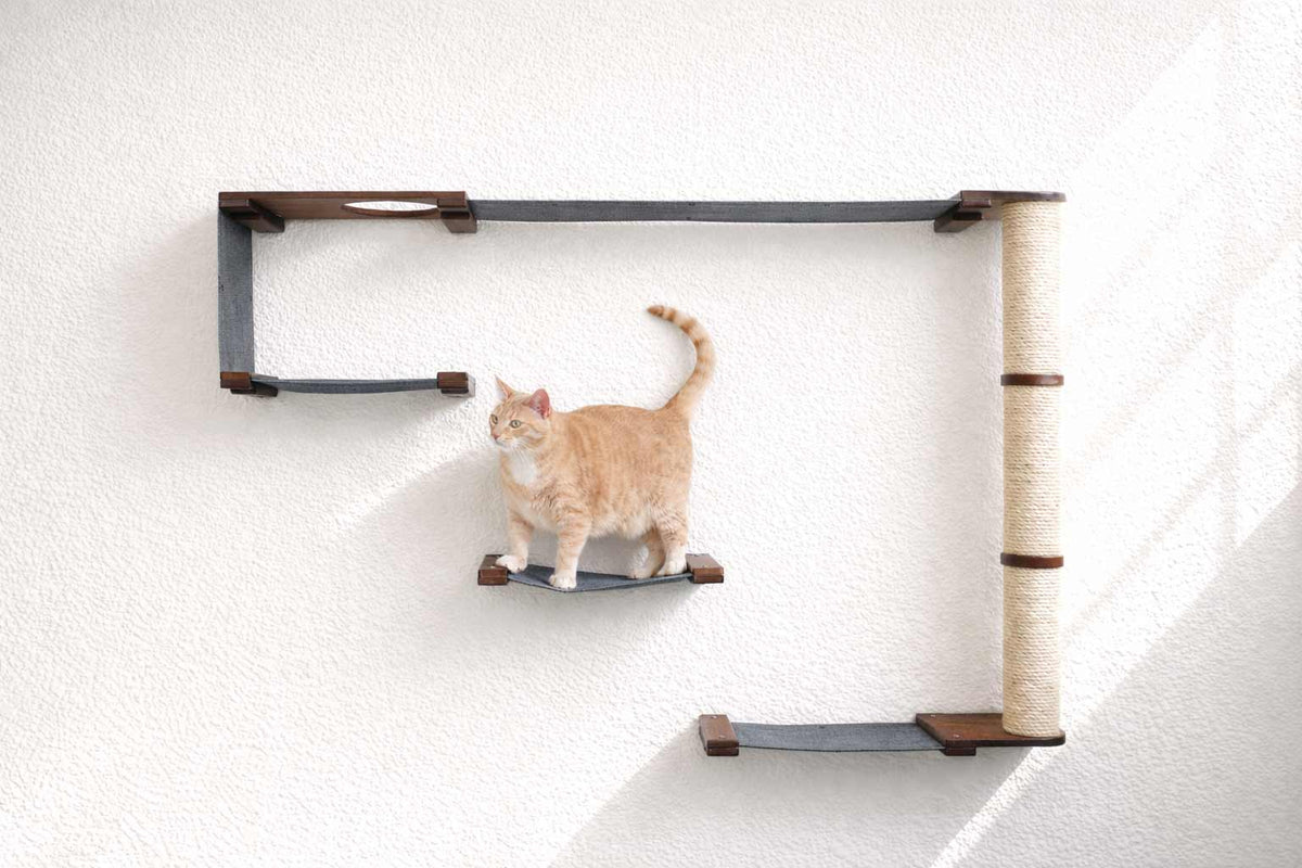 Cat on a wall-mounted cat shelf with a white background