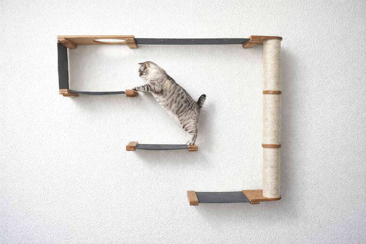 Cat climbing a wall-mounted cat shelf with a white background