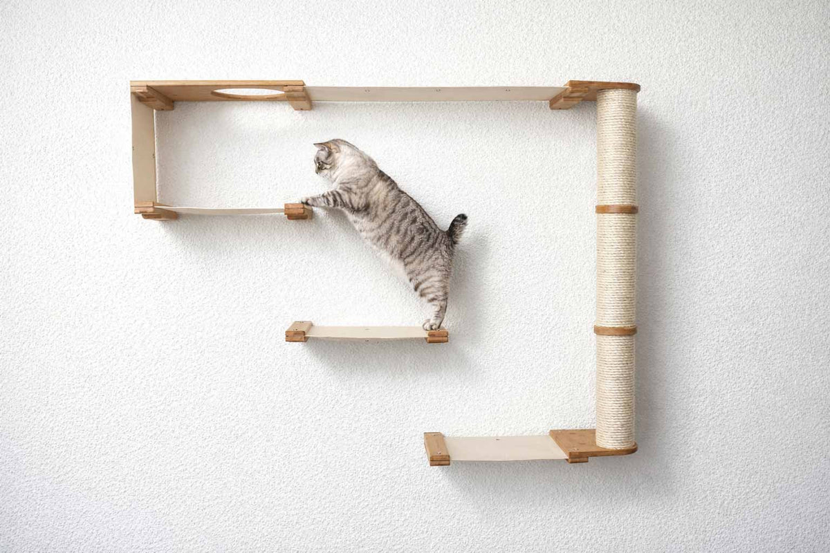 Cat climbing a wooden shelf with a scratching post on a white wall