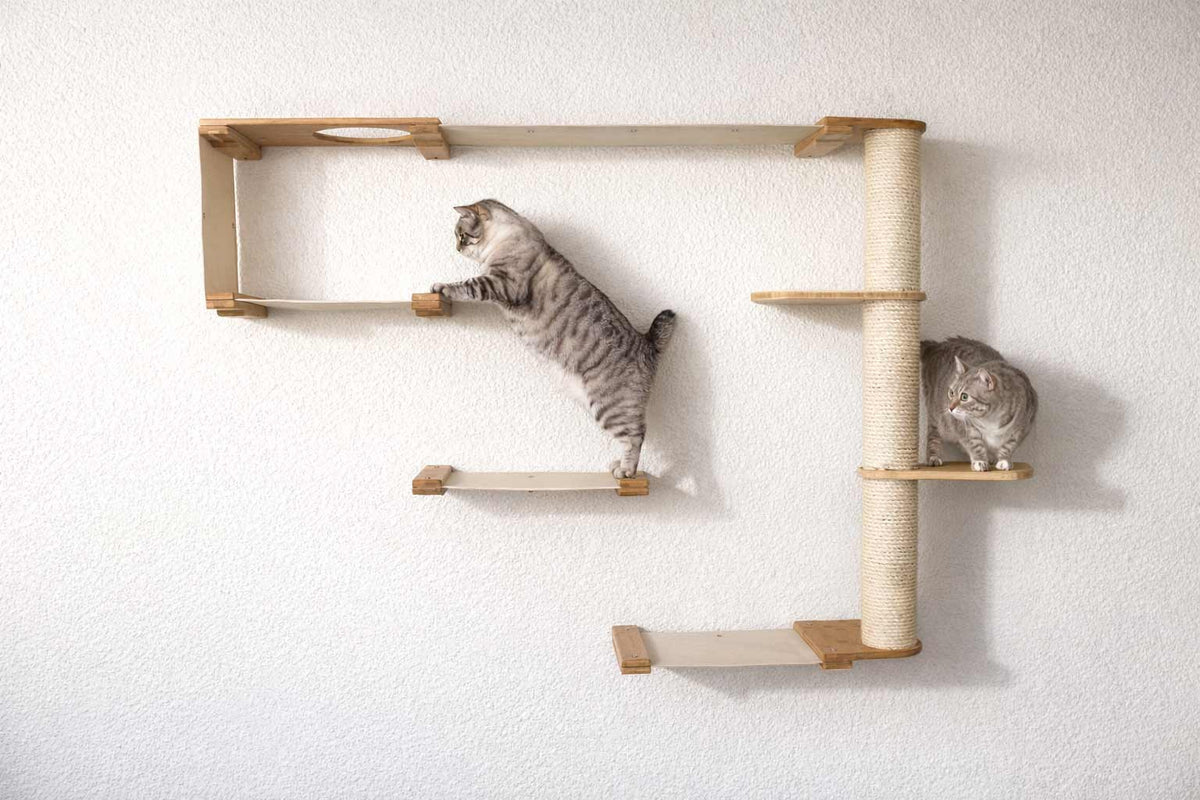 cats playing a cat wall condo