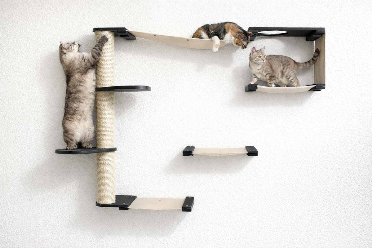 Cat climbing a wall-mounted cat tree with three shelves on a white background