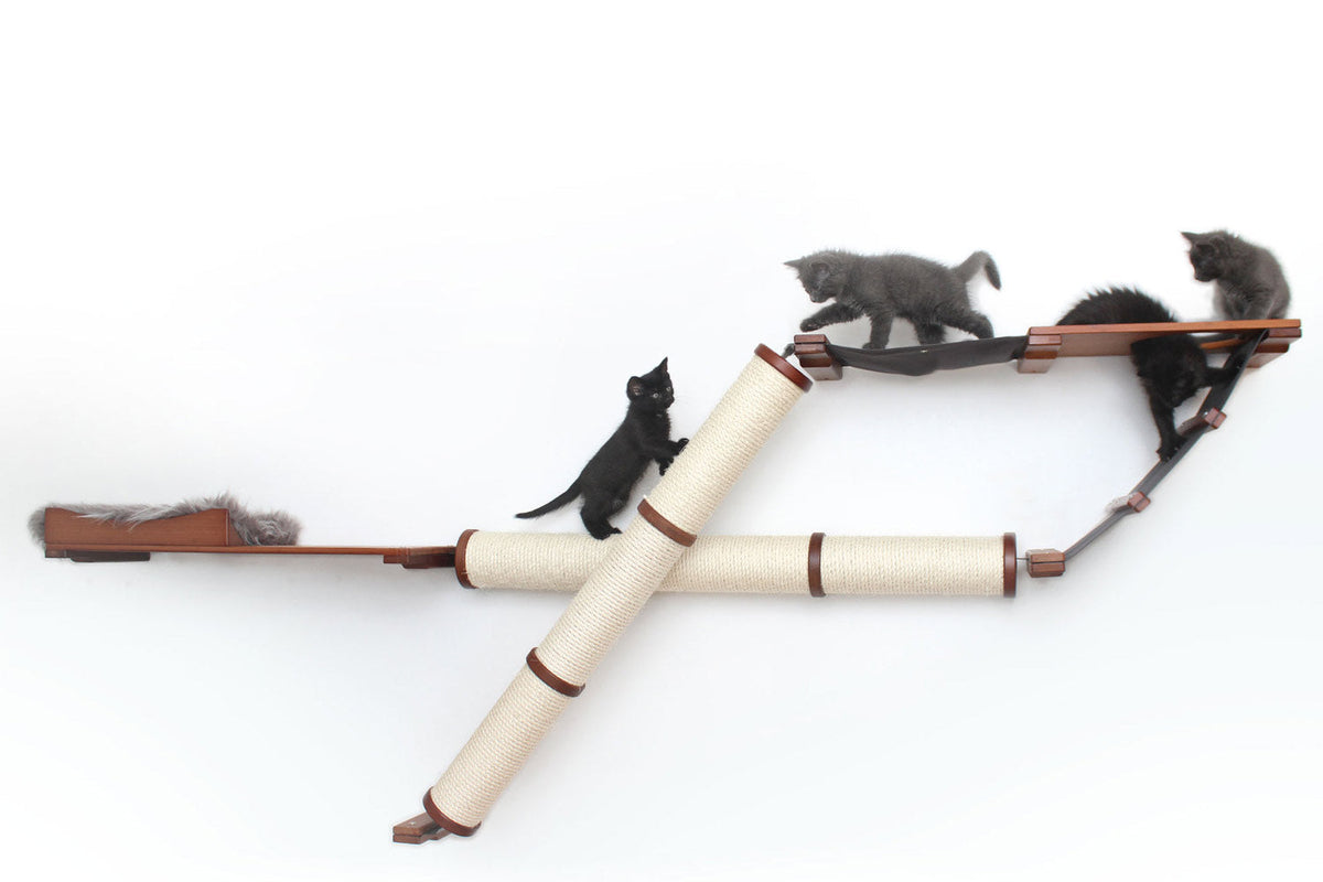 Kittens playing on the Plateau Cat Condo
